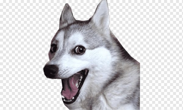 Хаски Мем