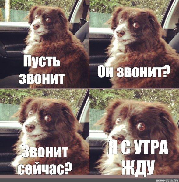 Мем с собакой заводи ее