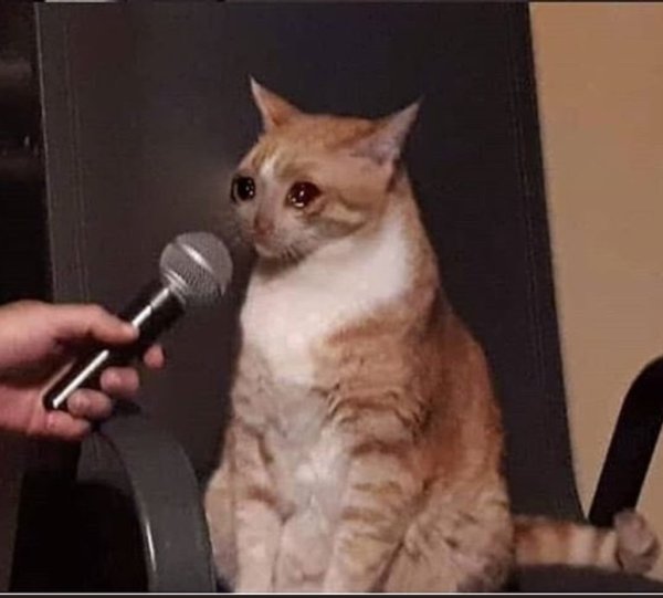 Котик с микрофоном