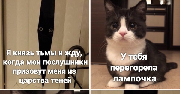 Мемы с котами и надписями