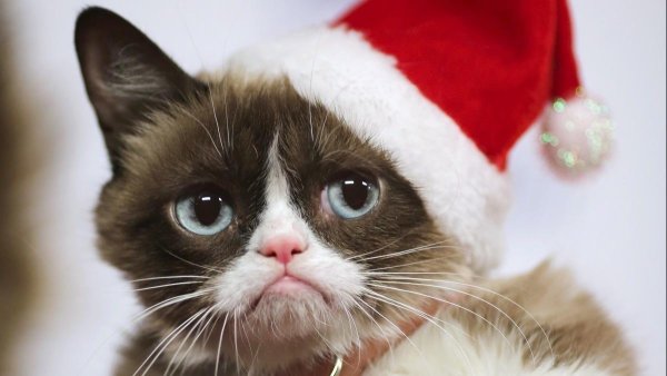 Недовольный новогодний кот