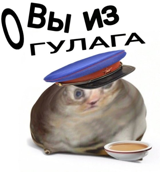 ОУ вы из Англии кот