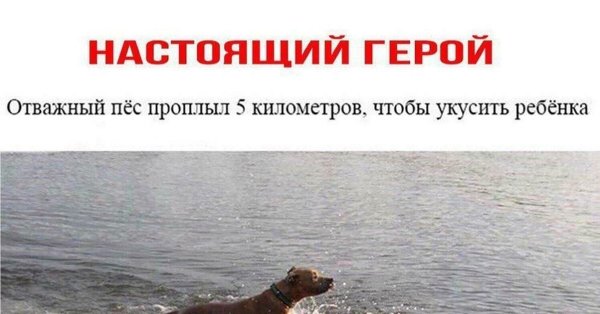 Храбрая собака