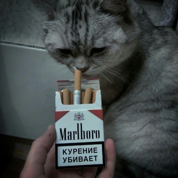 Сигареты убивают