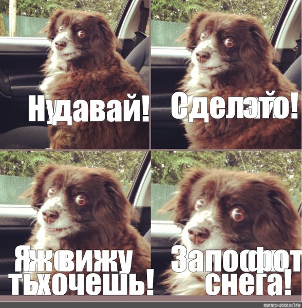 Заводи ей меме собака