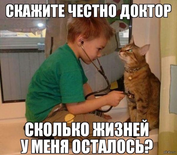 Мемы с котом врачом