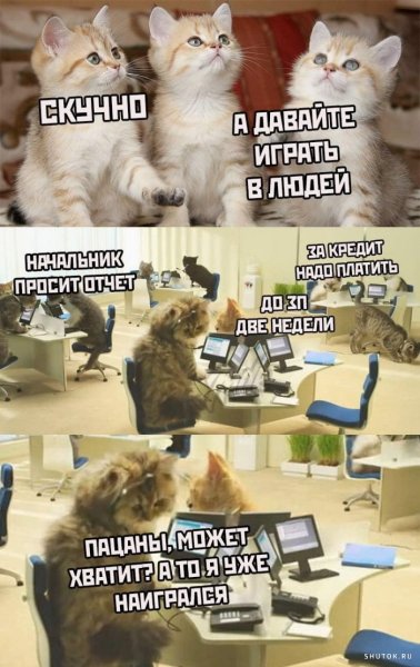 Смешные коты мемы с надписями