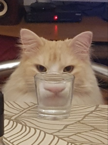 Кот через бокал