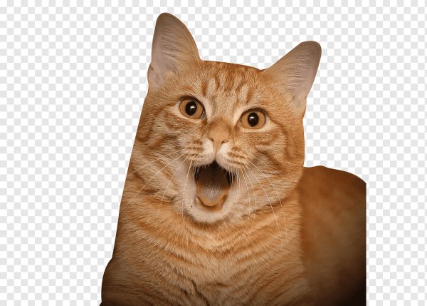 Кошка удивляется