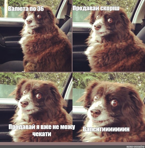 Заводи это собака