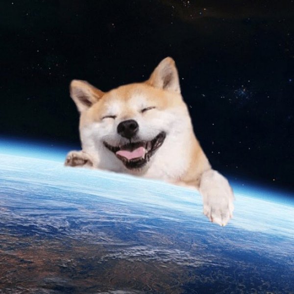 Акита ину Doge