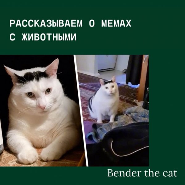 Мем кот мяукает и кивает