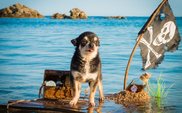 Собака на море