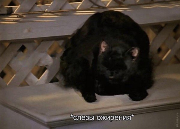 Сабрина маленькая ведьма кот Салем