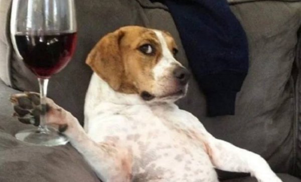 Собака с бокалом