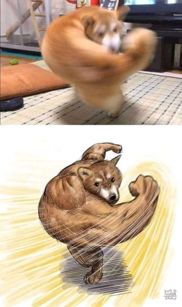 Накачанная собака из мема