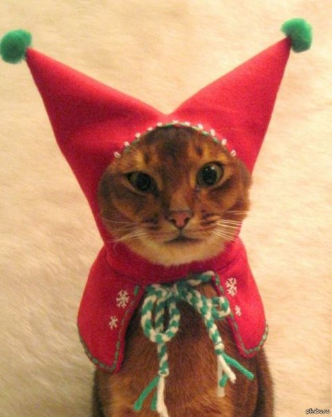 Новогодний котик