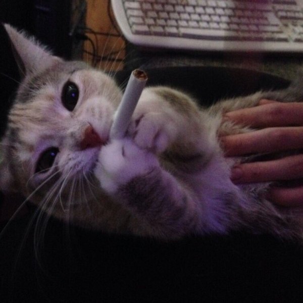 Кот курит сигарету
