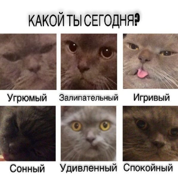 Мемы с котиками