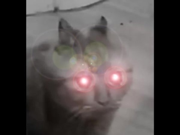 Кот горящие глаза