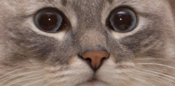 Мемы с котятами