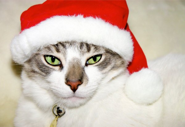 Коты в новогодних шапках