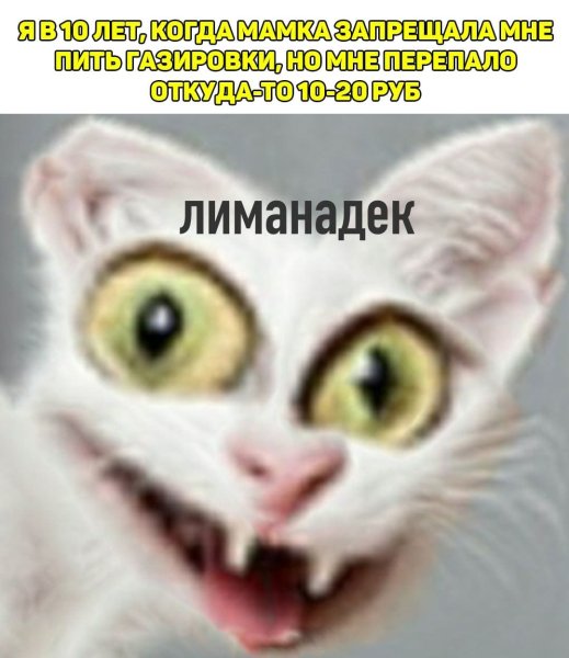 Коты мемы