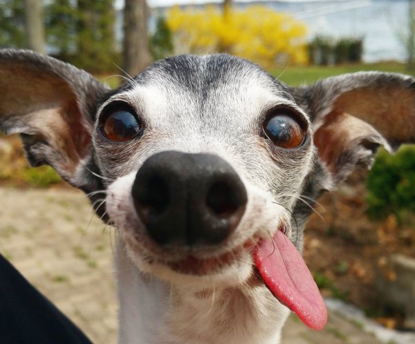 Заппа беззубая собака