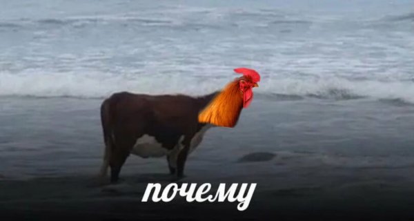 Корова у моря почему