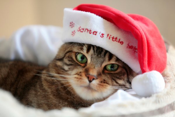 Колпаки кот