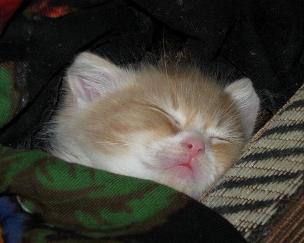 Спокойной ночи котики