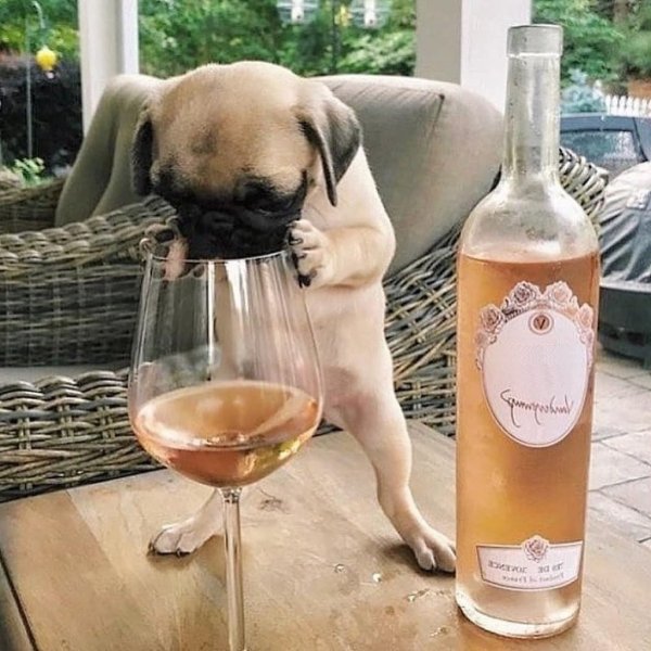 Мопс с вином