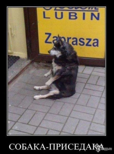 Собака сидит грустная