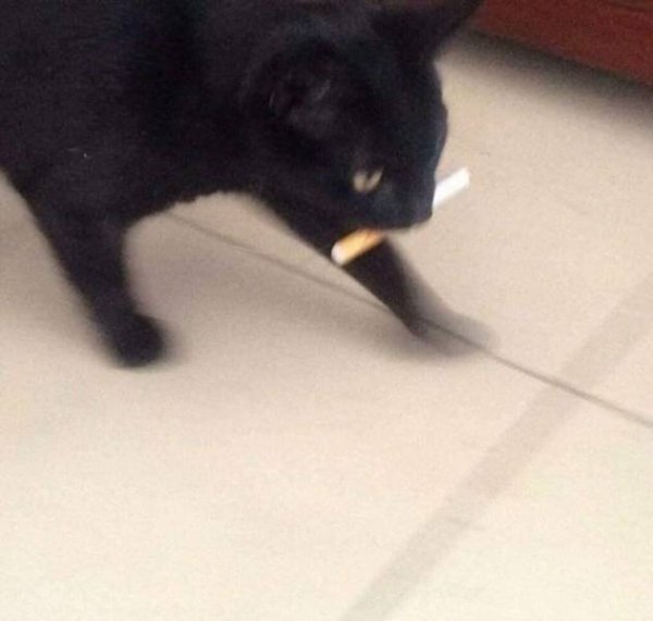 Кот бежит с сигаретой
