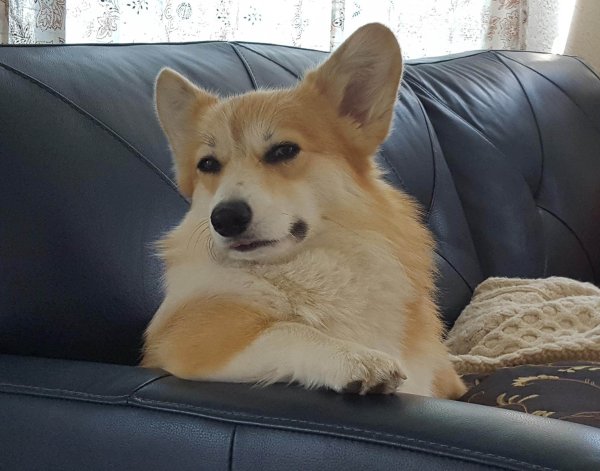 Вельш корги пемброк