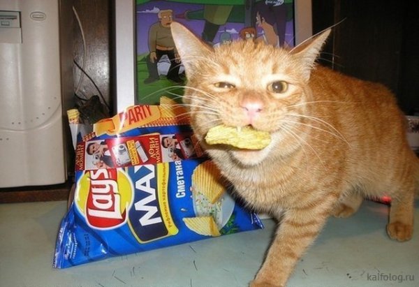 Кот с чипсами