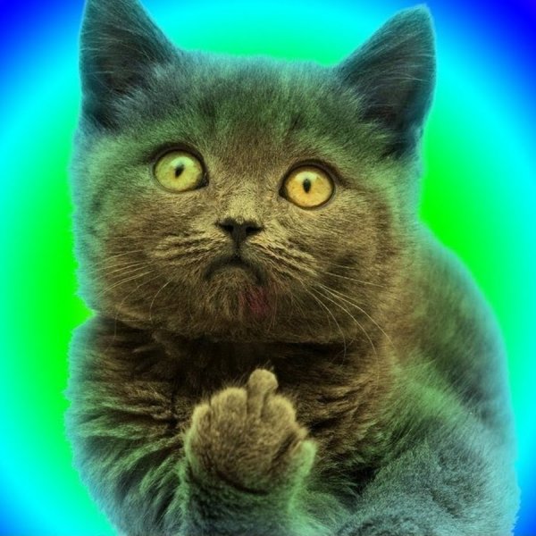 Кот показывает фак