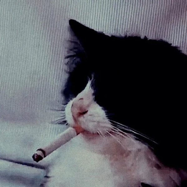 Курящий кот