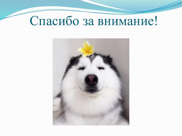 Спасибо за внимание с животными