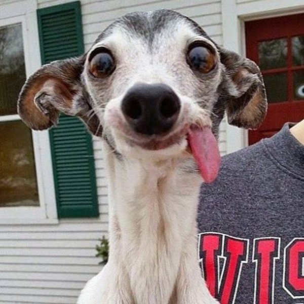 Собачка с высунутым языком