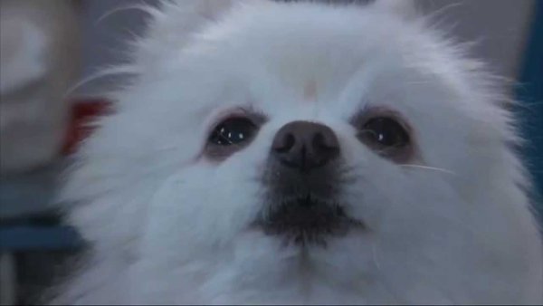 Белый шпиц Гейб