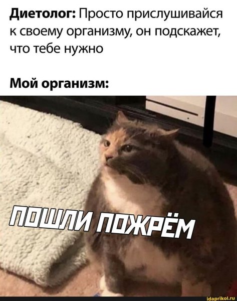 Жирный кот мемы