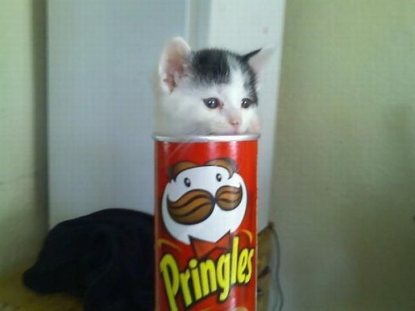 Кот в банке принглс