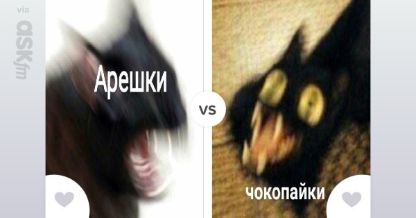 Чокопайки кот