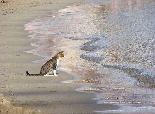 Вот это я наплакал