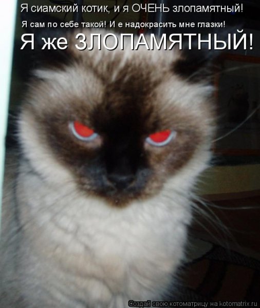 Сиамская кошка с красными глазами