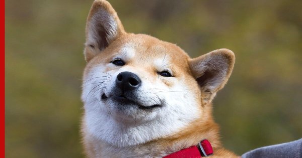 Собака Шиба ину