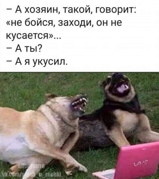 Шутки про собак в картинках