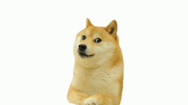 Дог на белом фоне