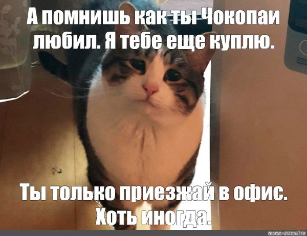 Жирные вздохи сожаления Мем кот